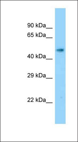 Anti-SLC17A2 antibody produced in rabbit