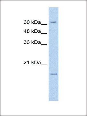 Anti-SLC13A3 (AB1) antibody produced in rabbit