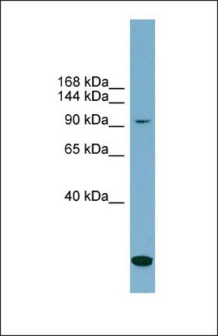 Anti-SLC12A4, (N-terminal) antibody produced in rabbit