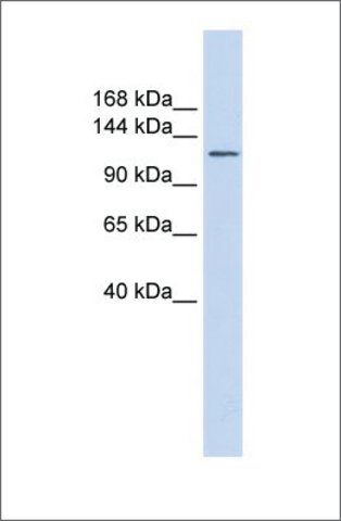 Anti-SLC24A1 antibody produced in rabbit