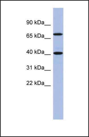 Anti-SLAIN2, (N-terminal) antibody produced in rabbit