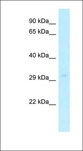 Anti-SLC25A15 antibody produced in rabbit