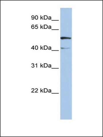 Anti-SLC23A3 antibody produced in rabbit