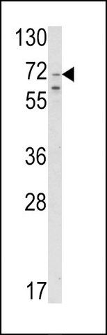 ANTI-SLC23A2 (N-TERM) antibody produced in rabbit