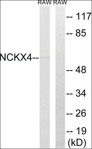 Anti-SLC24A4 antibody produced in rabbit