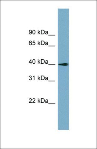 Anti-SLC25A22, (N-terminal) antibody produced in rabbit