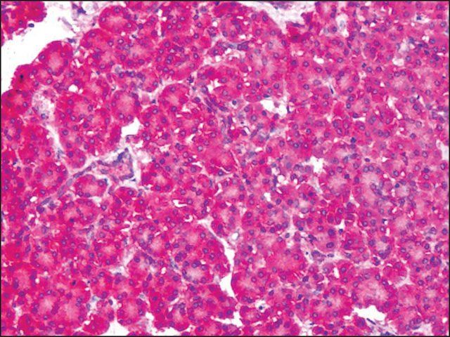 Anti-SLC1A4 antibody produced in rabbit