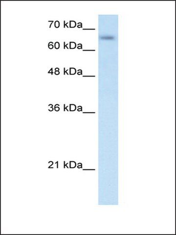 Anti-SLC39A12 antibody produced in rabbit