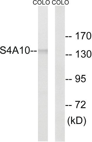 Anti-SLC4A8 antibody produced in rabbit