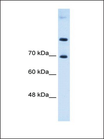 Anti-SLC7A4 antibody produced in rabbit