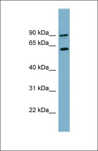 Anti-SLC3A1, (N-terminal) antibody produced in rabbit