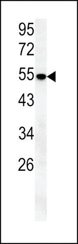 ANTI-SLC43A2 (CENTER) antibody produced in rabbit