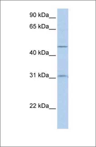 Anti-SLC39A11 antibody produced in rabbit