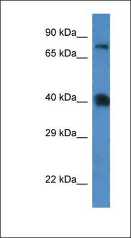 Anti-SLC7A3 antibody produced in rabbit