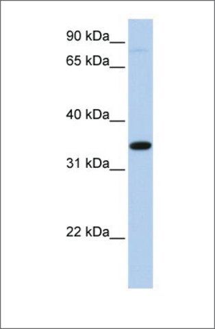 Anti-SLC44A3 (ab1) antibody produced in rabbit