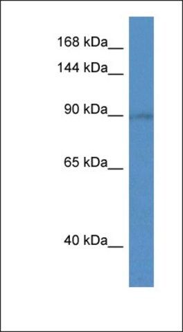 Anti-SLC9A5 antibody produced in rabbit