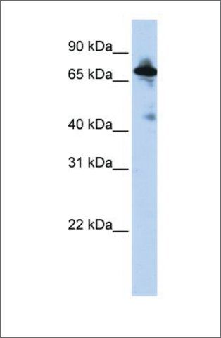 Anti-SLC9A8 antibody produced in rabbit