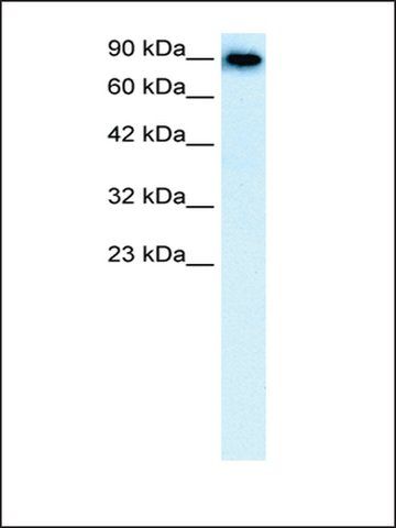 Anti-SLC4A1 antibody produced in rabbit