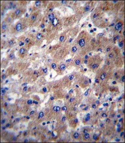 ANTI-SLMO2 (CENTER) antibody produced in rabbit