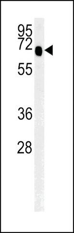 ANTI-SLC9A9(C-TERMINAL) antibody produced in rabbit