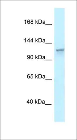 Anti-SLC45A1 antibody produced in rabbit