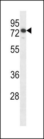 ANTI-SLFN12 (CENTER) antibody produced in rabbit