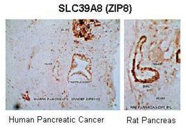 Anti-SLC39A8, (N-terminal) antibody produced in rabbit