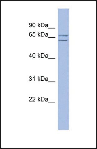 Anti-SLU7, (N-terminal) antibody produced in rabbit