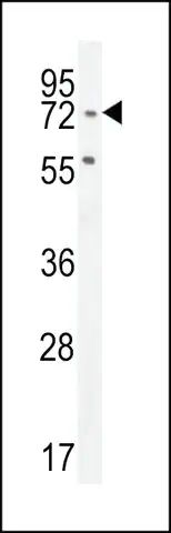 ANTI-SLFN12L(N-TERMINAL) antibody produced in rabbit