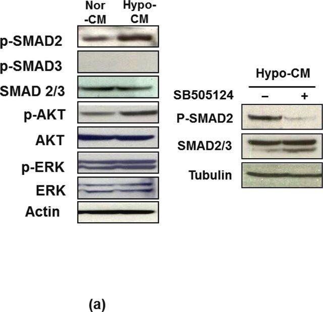 Anti-SMAD2 antibody produced in rabbit