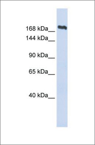 Anti-SMC2 (ab2) antibody produced in rabbit