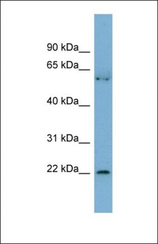 Anti-SLMO2, (N-terminal) antibody produced in rabbit