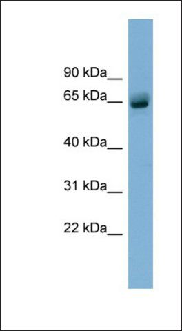 Anti-SLFN12 antibody produced in rabbit