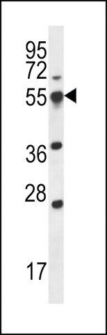 ANTI-SMAP2 (CENTER) antibody produced in rabbit