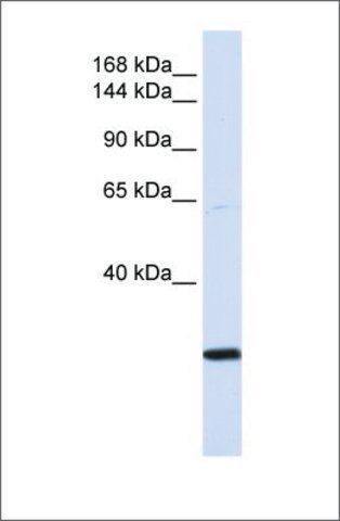 Anti-SMC2 (ab1) antibody produced in rabbit