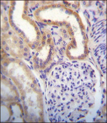 Anti-Smg-2 (N-term) antibody produced in rabbit