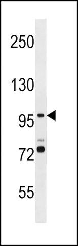 ANTI-SMG5(C-TERMINAL) antibody produced in rabbit