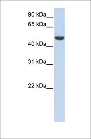 Anti-SPATA17 antibody produced in rabbit