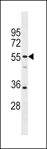 ANTI-SPATA21 (C-TERM) antibody produced in rabbit