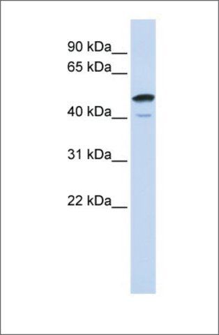 Anti-SPATA2L antibody produced in rabbit