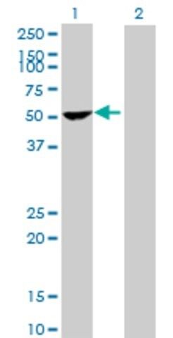 Anti-PPP1R12B antibody produced in mouse