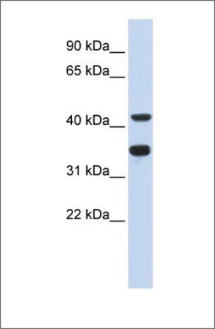 Anti-POLD2 antibody produced in rabbit