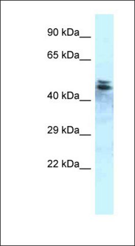 Anti-PPP1R7 antibody produced in rabbit