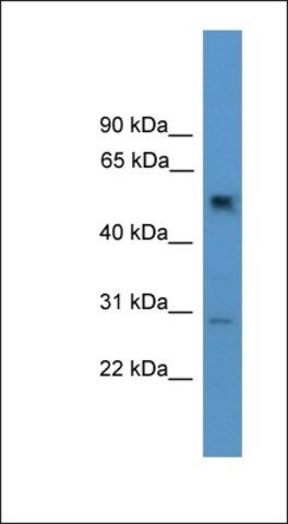 Anti-PPP2R2C antibody produced in rabbit