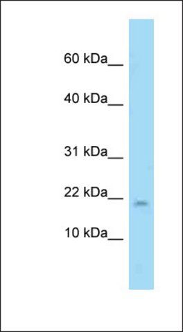 Anti-PPP1R1A antibody produced in rabbit