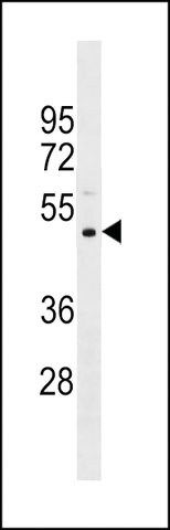 ANTI-PRAMEF11 (CENTER) antibody produced in rabbit