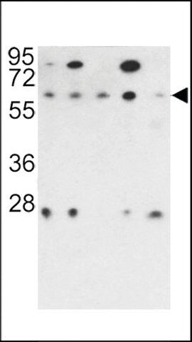 ANTI-PR48(N-TERMINAL) antibody produced in rabbit