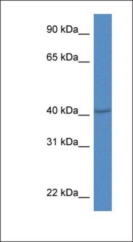 Anti-PRDM12 antibody produced in rabbit