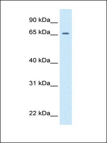 Anti-PRD antibody produced in rabbit