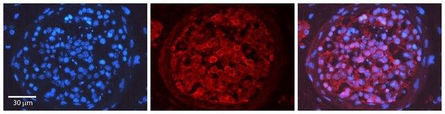 Anti-PRKCG, (N-terminal) antibody produced in rabbit